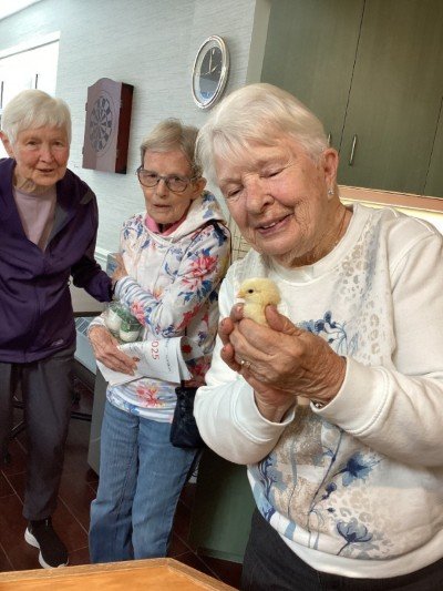 Waterloo Heights residents welcome baby chicks into their home